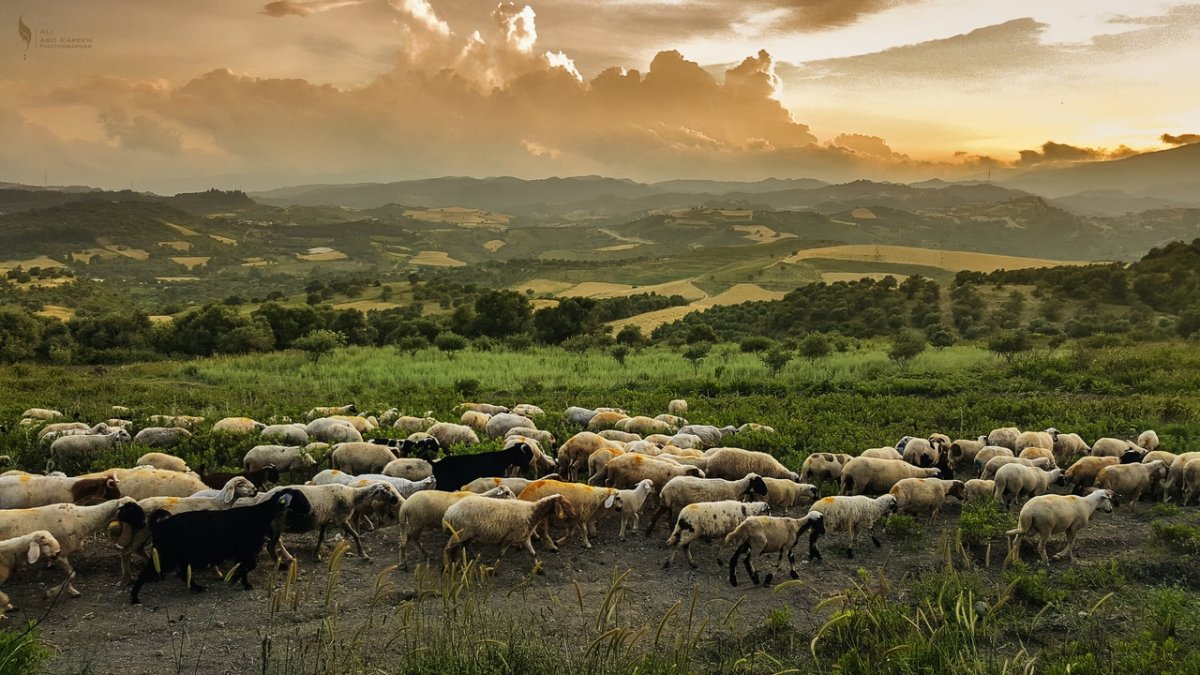Овцы в африке