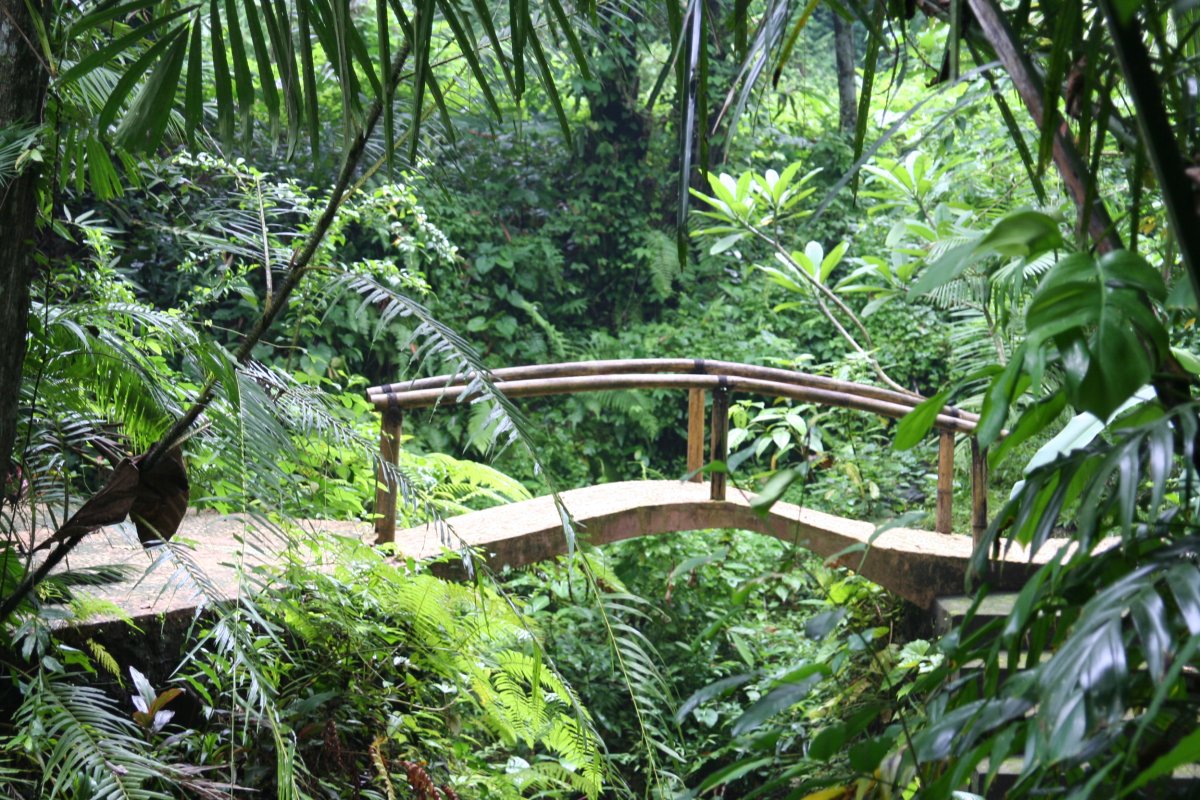 Папуа новая гвинея растительность