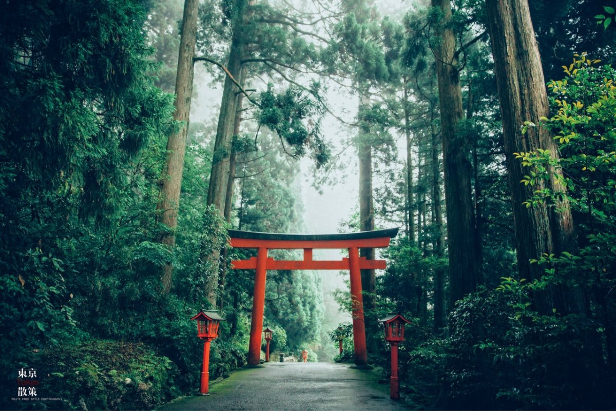 Маленький лес япония