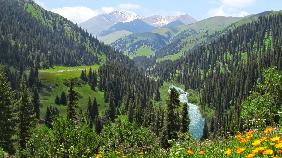 Лес Тянь Шань в Казахстане