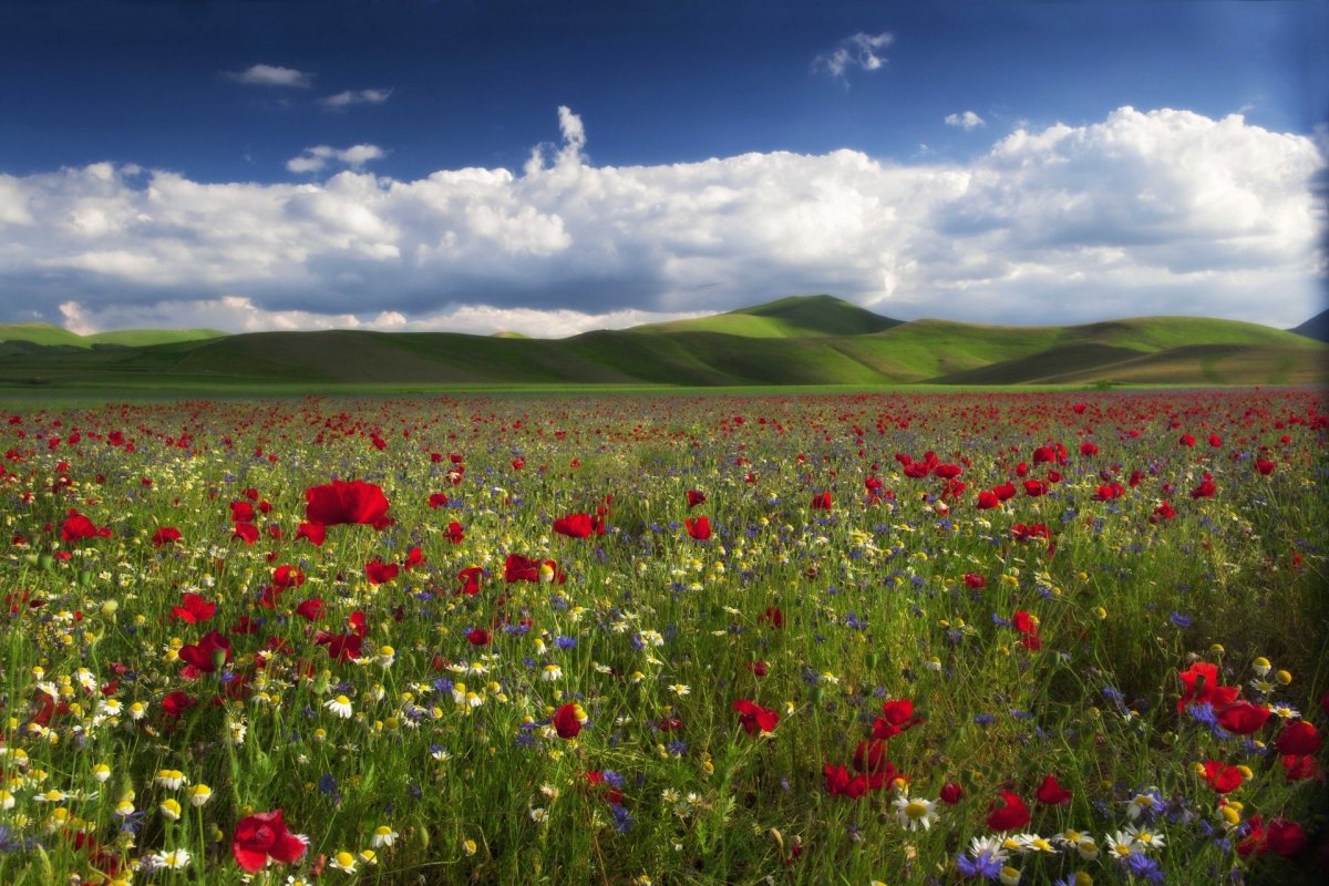 Цветы казахстана
