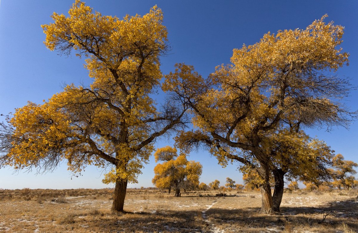 Деревья казахстана