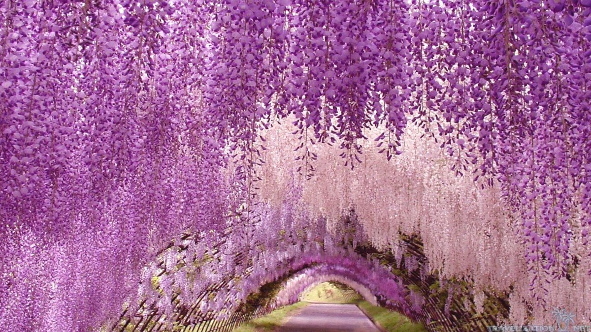 Сад цветов япония