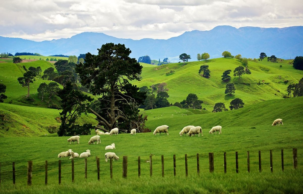 Овцы новая зеландия