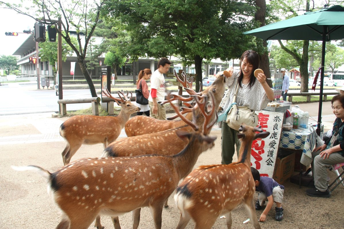Животные обитающие в японии