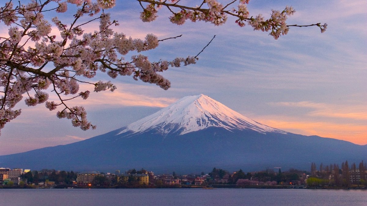 Сакаки дерево