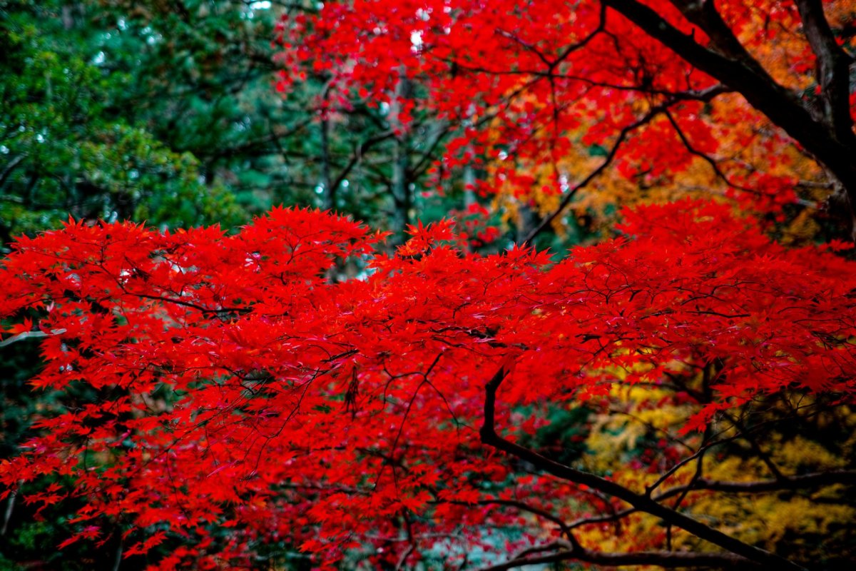 Красные деревья в японии