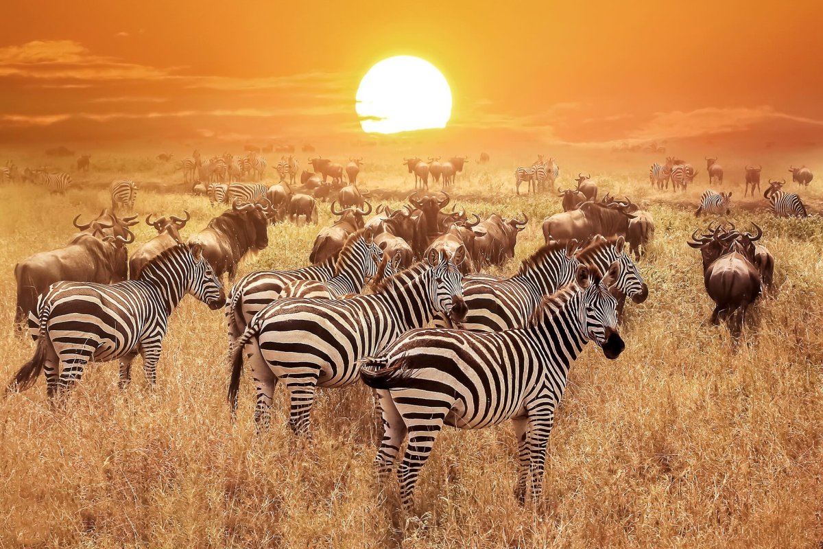 Африка животный мир картинки