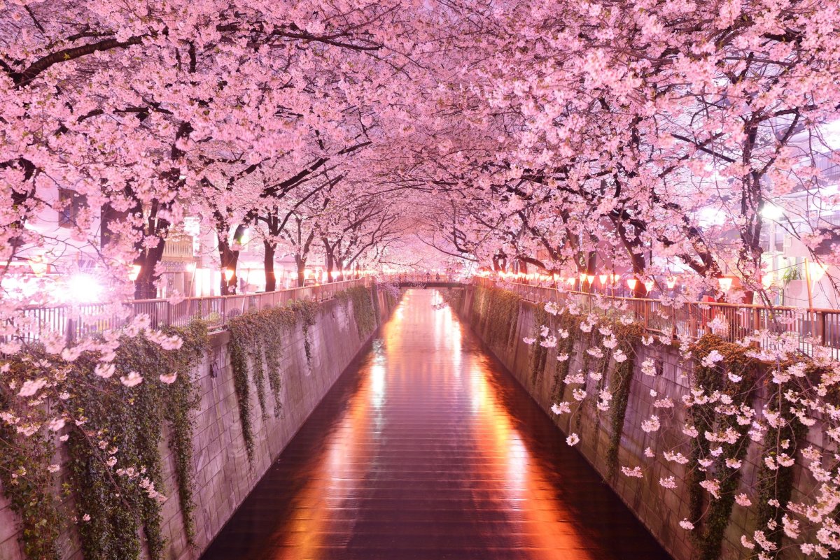 Розовое дерево япония