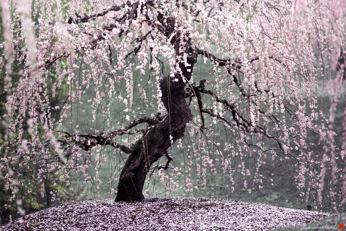 Япония дерево сакура
