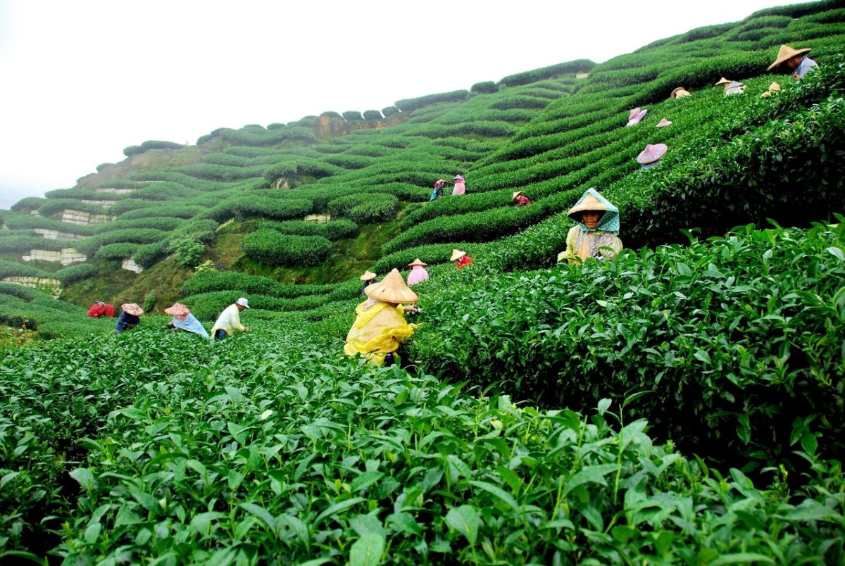 Чайные плантации в японии