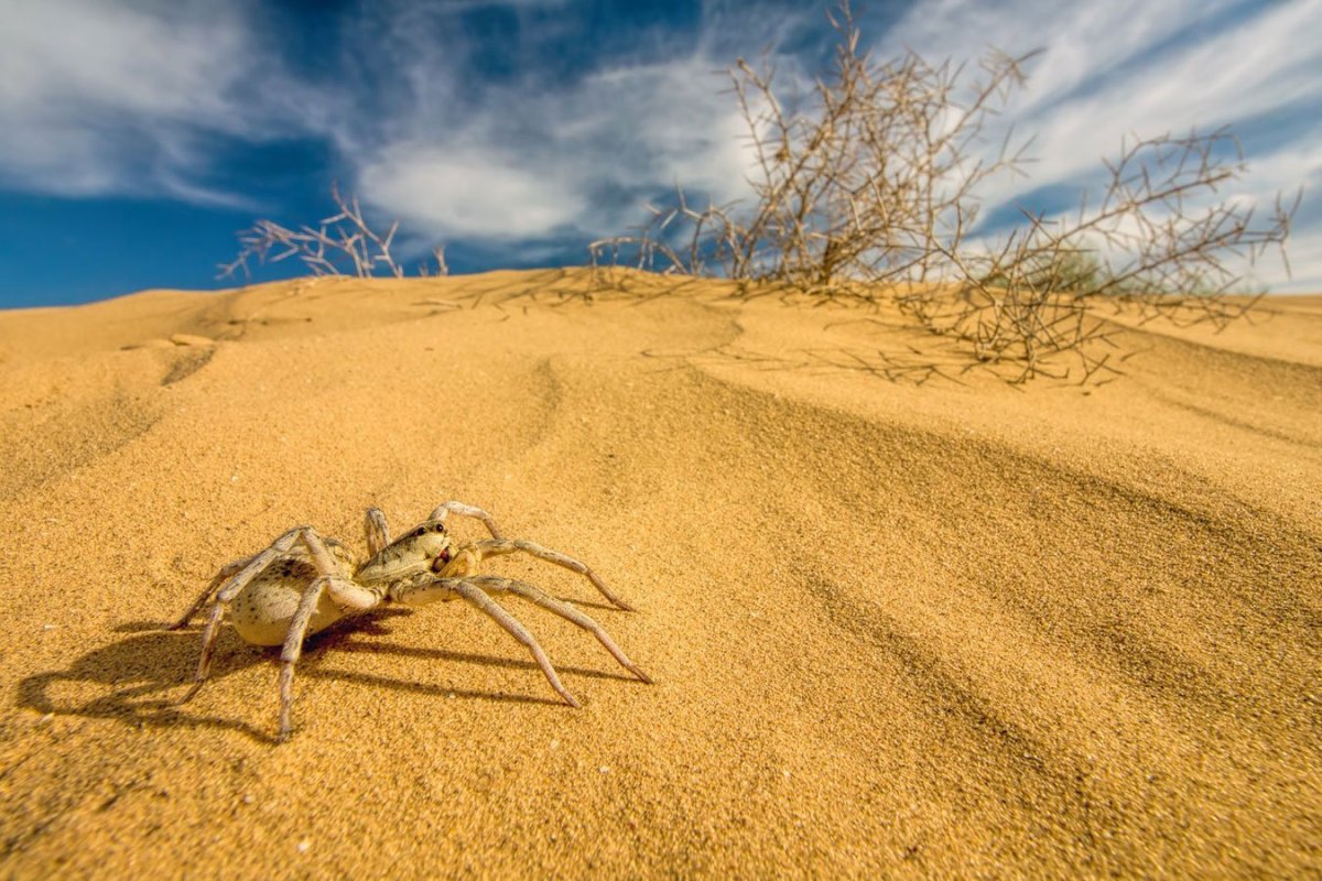 Животные пустыни казахстана