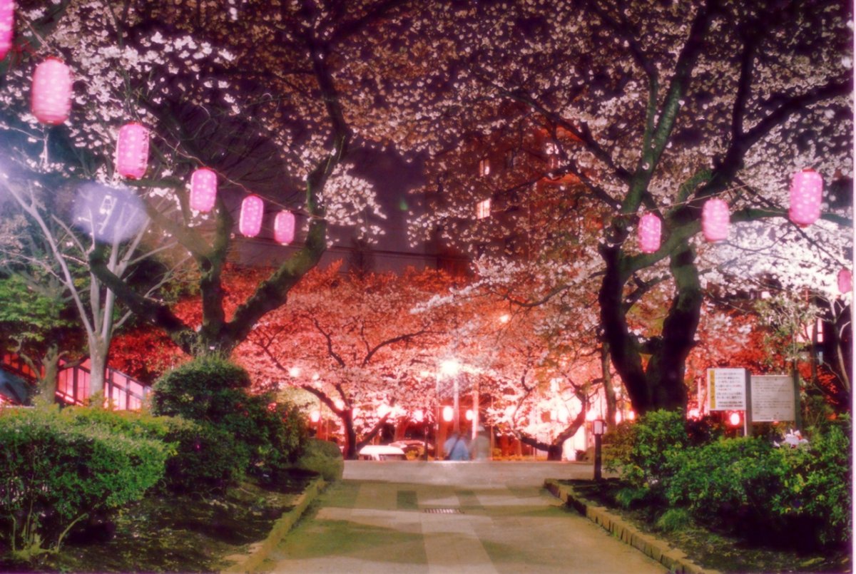 Праздник цветущей сакуры в японии