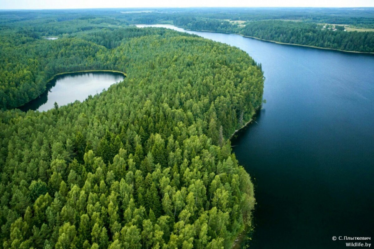Лесные озера беларусь