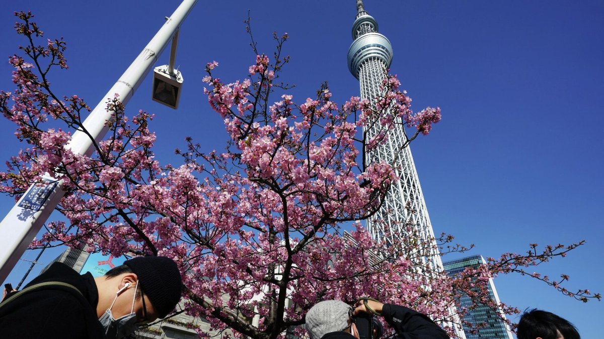 Весна в японии картинки на рабочий стол