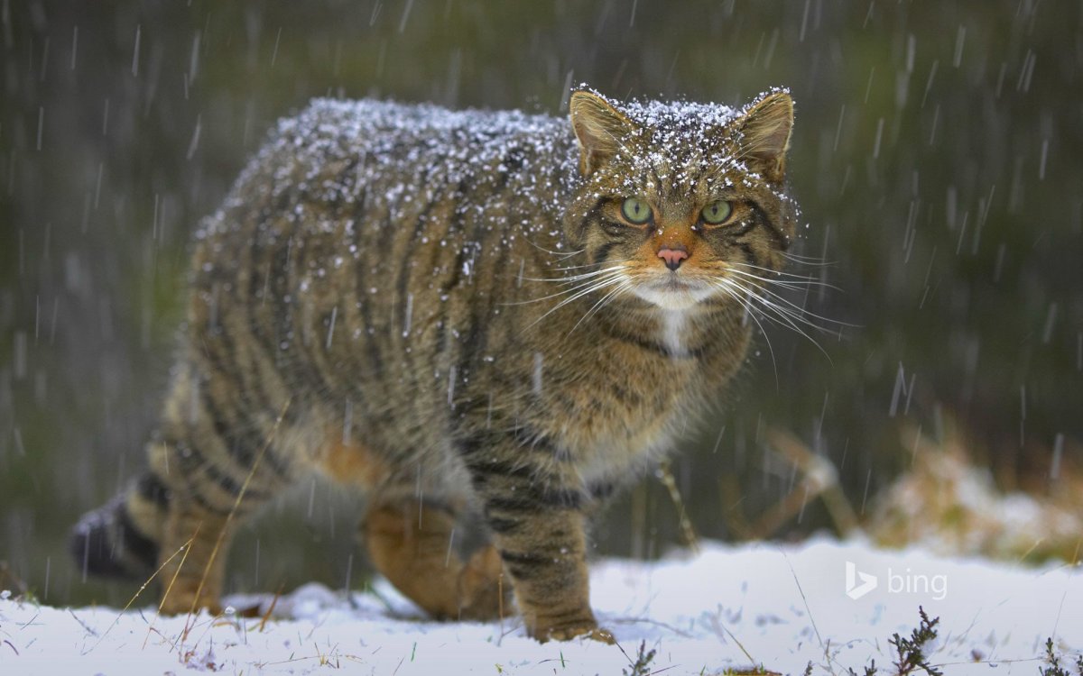 Лесной кот Felis Silvestris