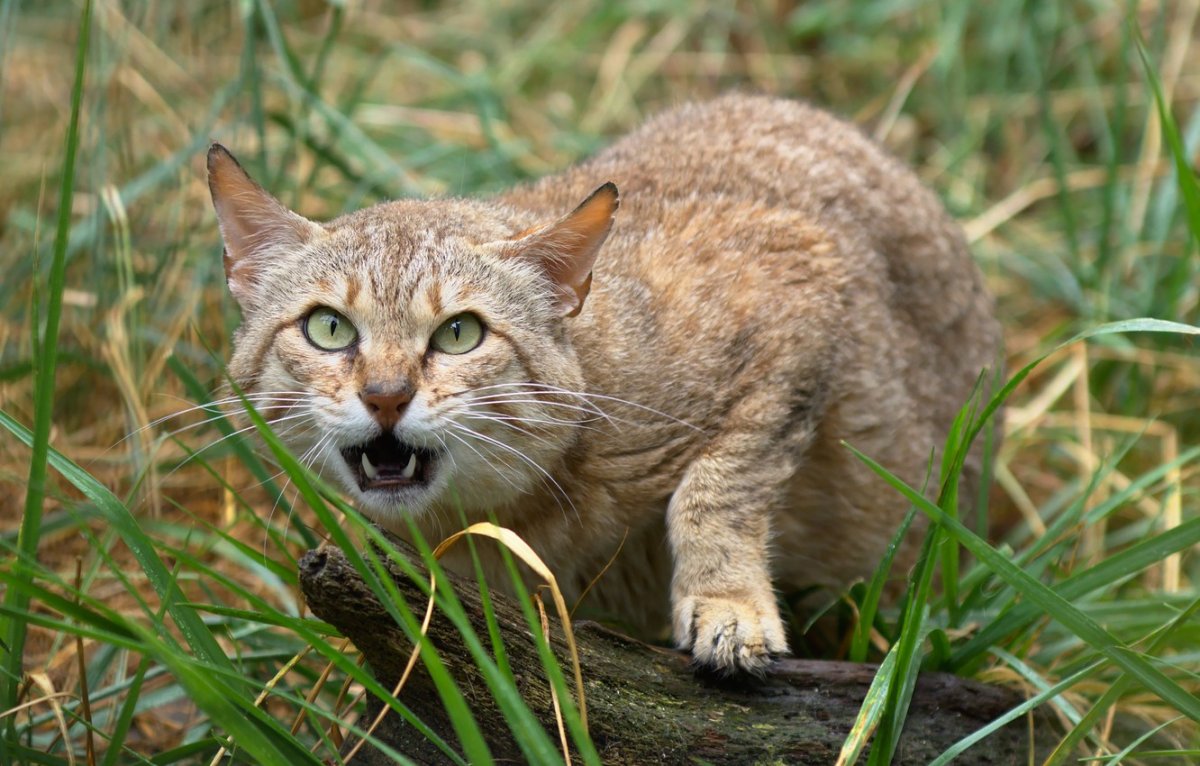 Европейский Лесной кот котенок