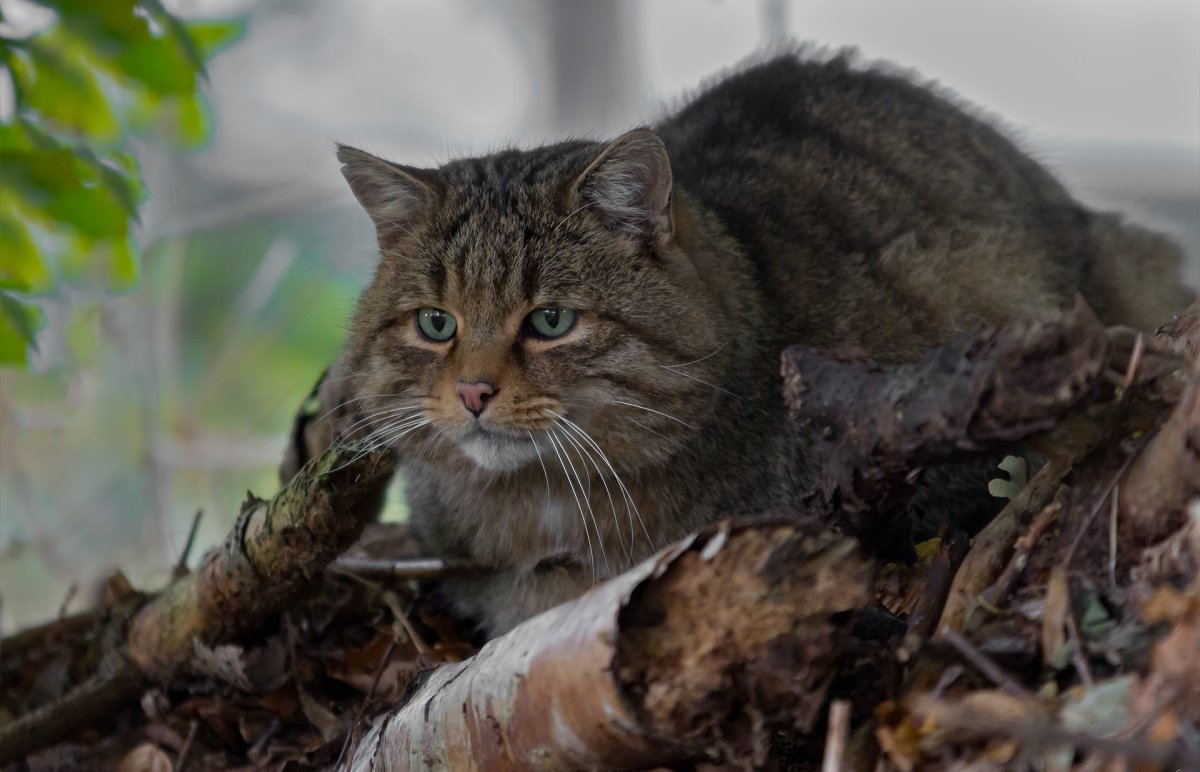 Лесной кот