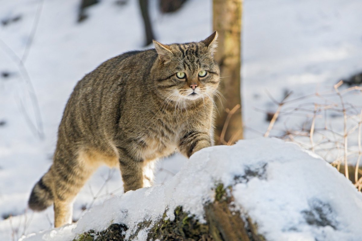 Big Cat small Cat