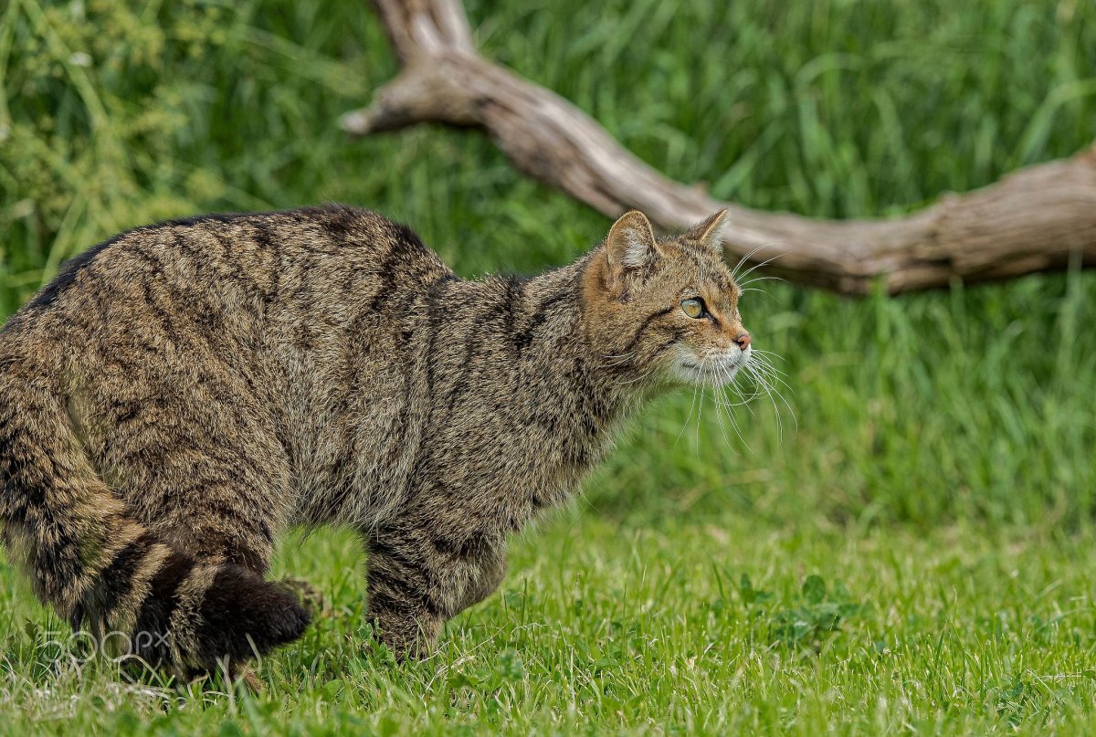 Лесной кот в беларуси