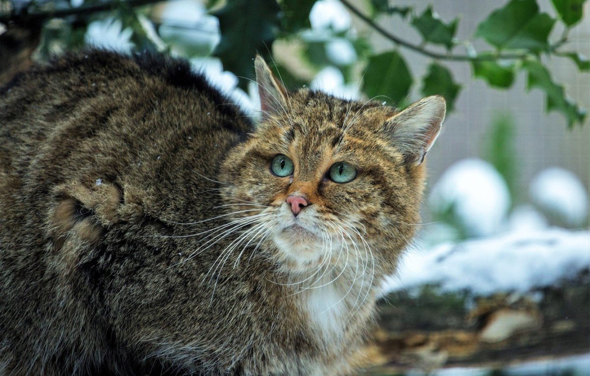 Европейская Лесная кошка