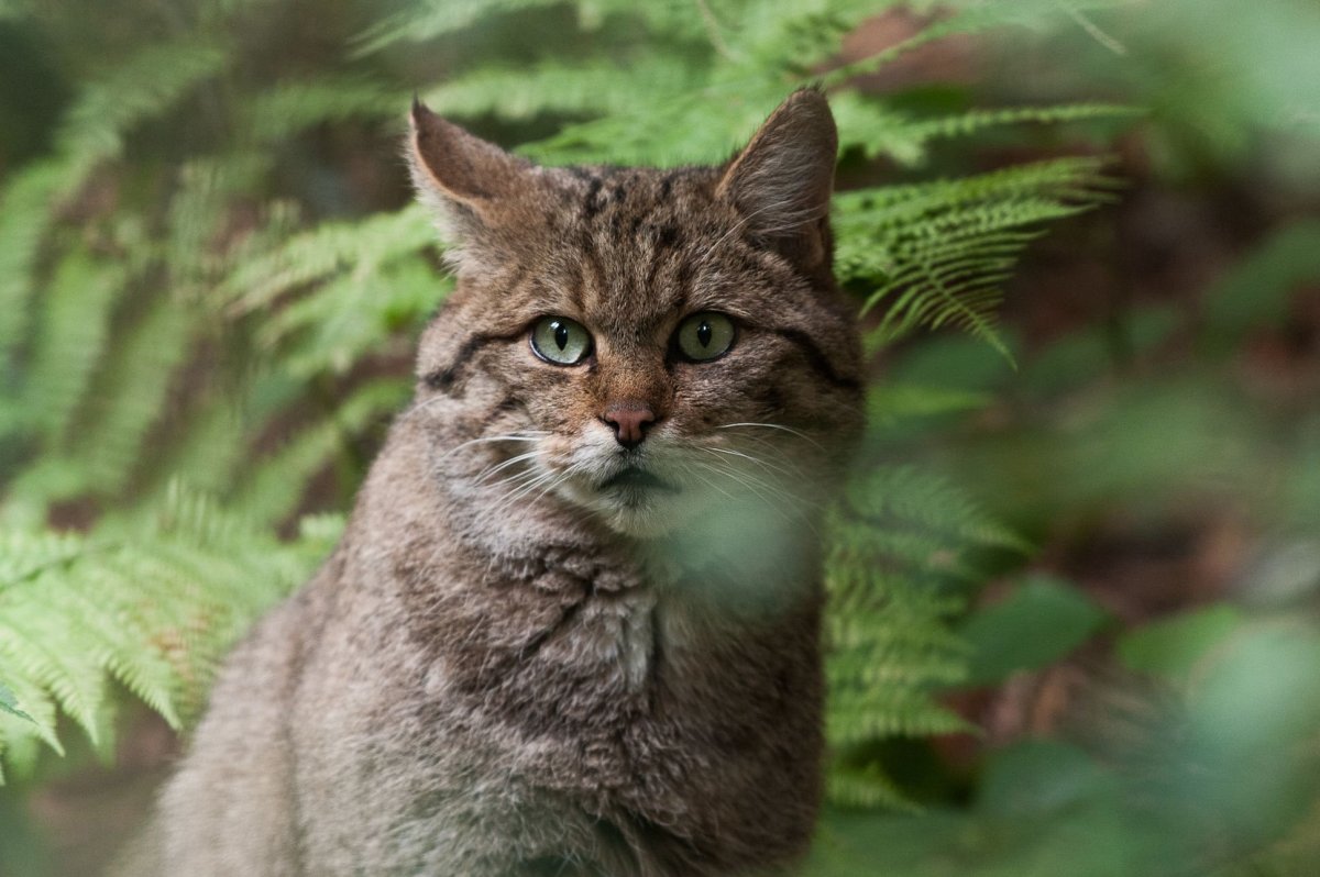 Европейский дикий Лесной кот