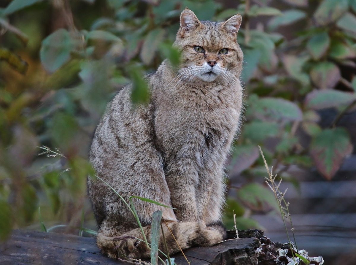 Сибирский Лесной кот