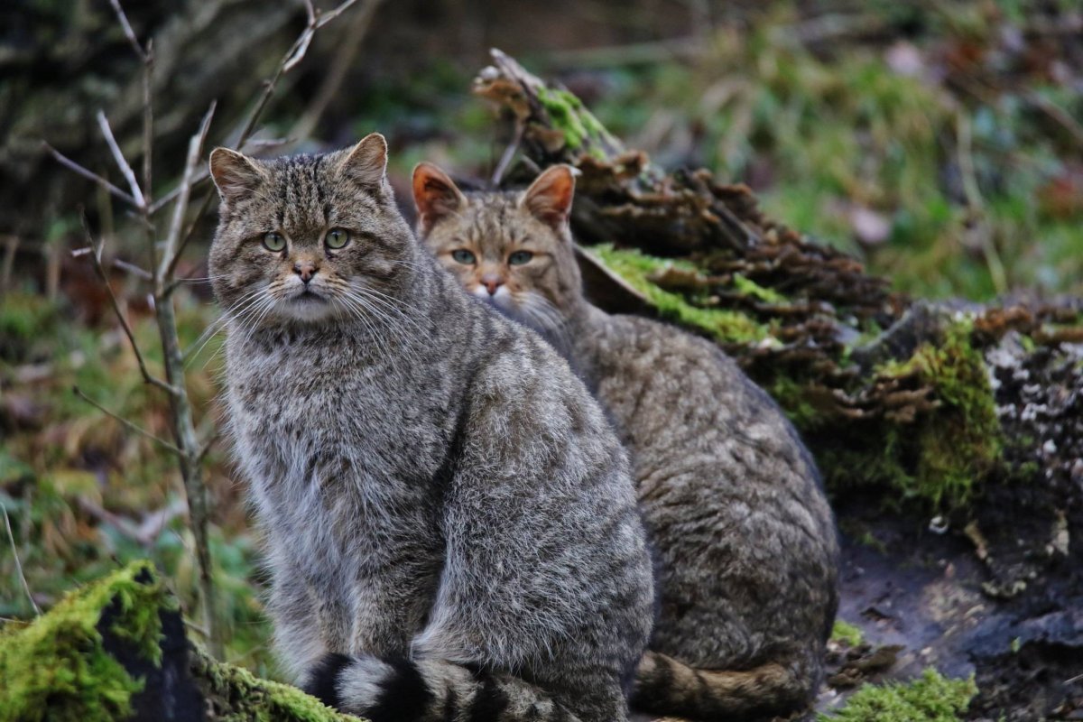 Лесной кот Felis Silvestris
