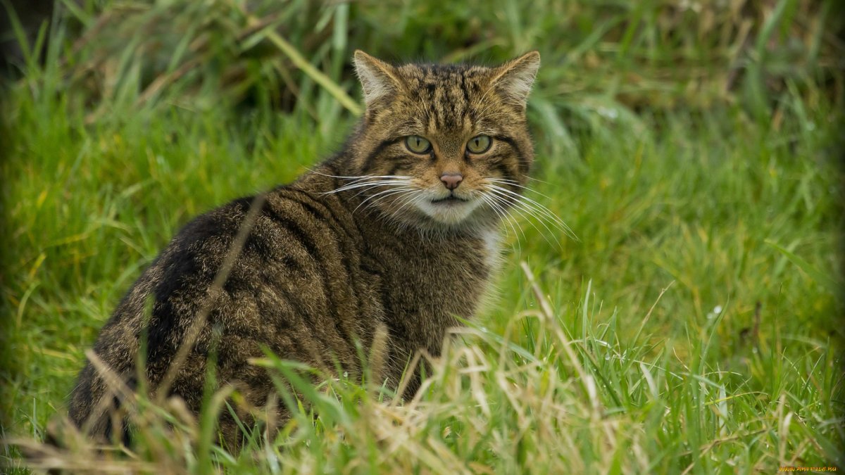 Лесной кот Felis Silvestris