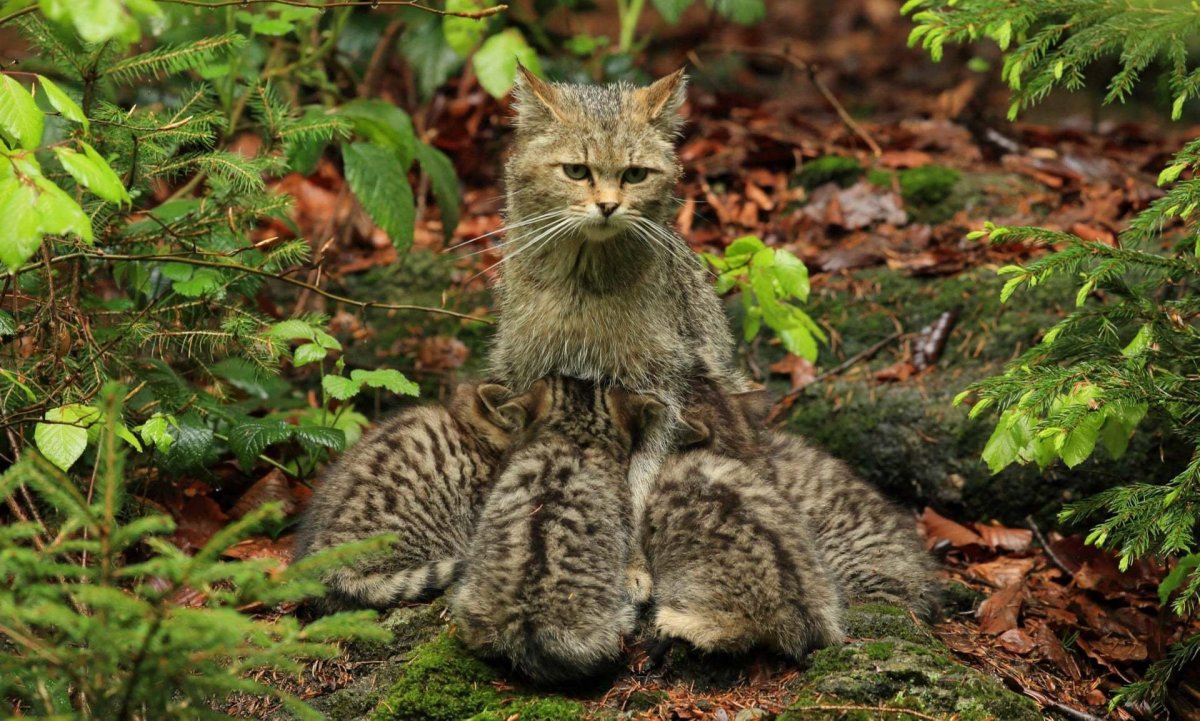 Европейская Дикая Лесная кошка