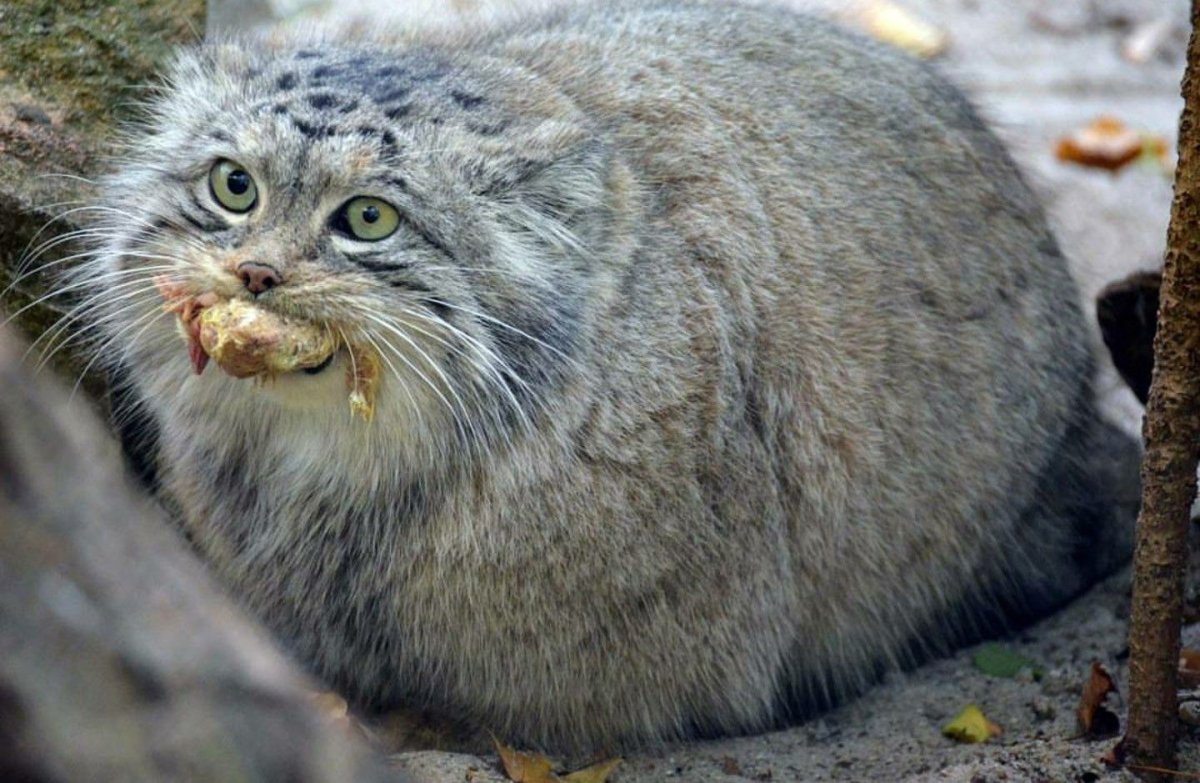 Лесной кот в Молдове