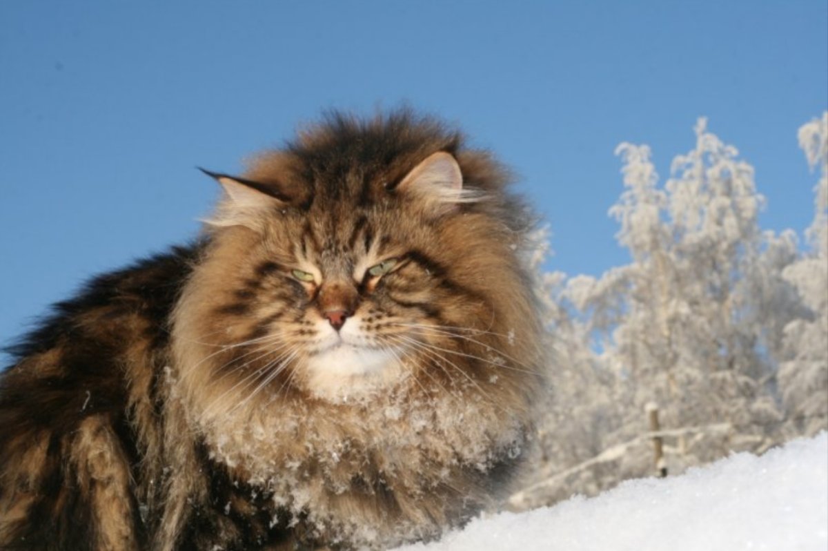 Лесной кот
