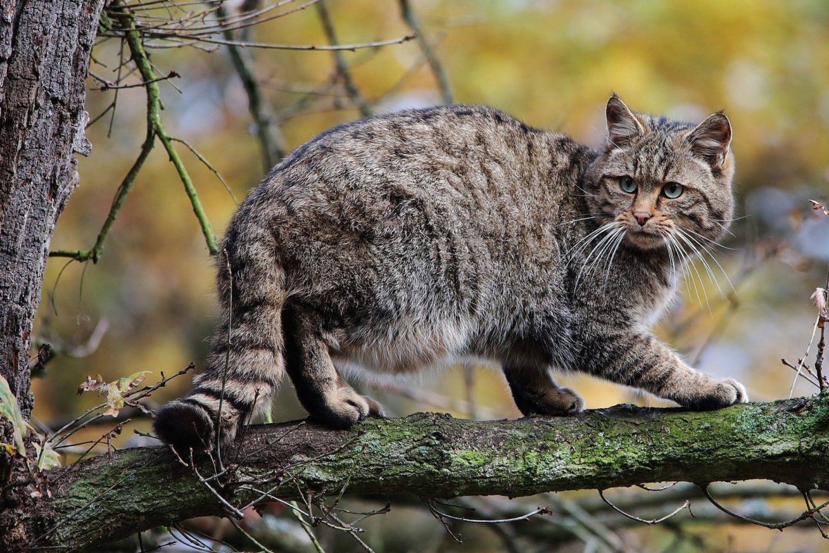 Среднеевропейский Лесной кот