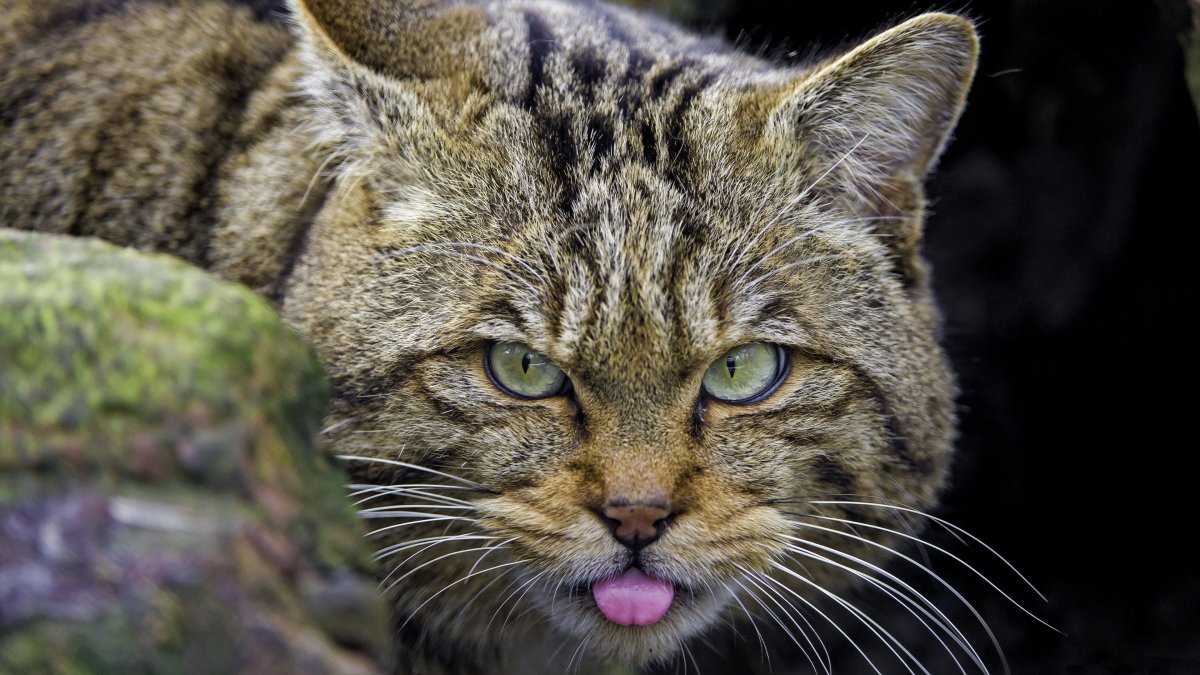 Шотландский дикий Лесной кот