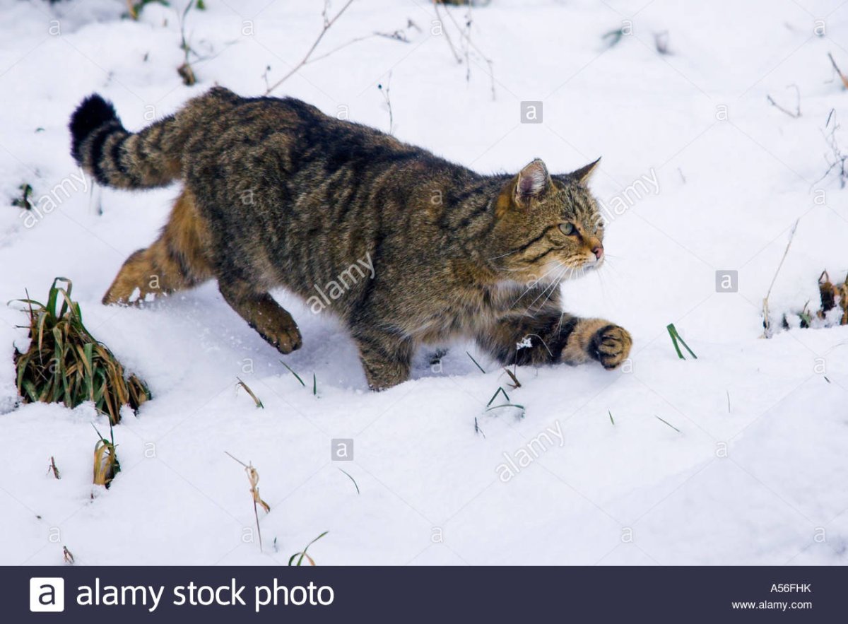 Европейский Лесной кот камышовый