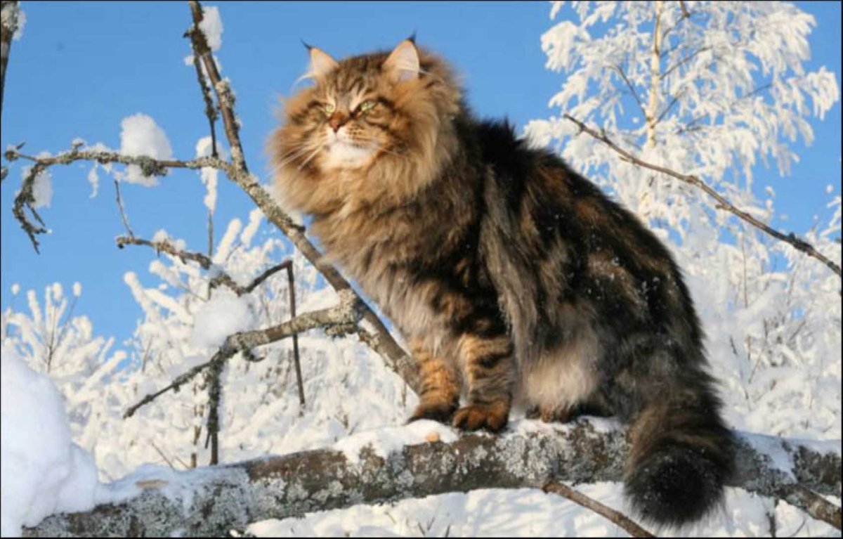Европейская Дикая Лесная кошка короткошёрстная