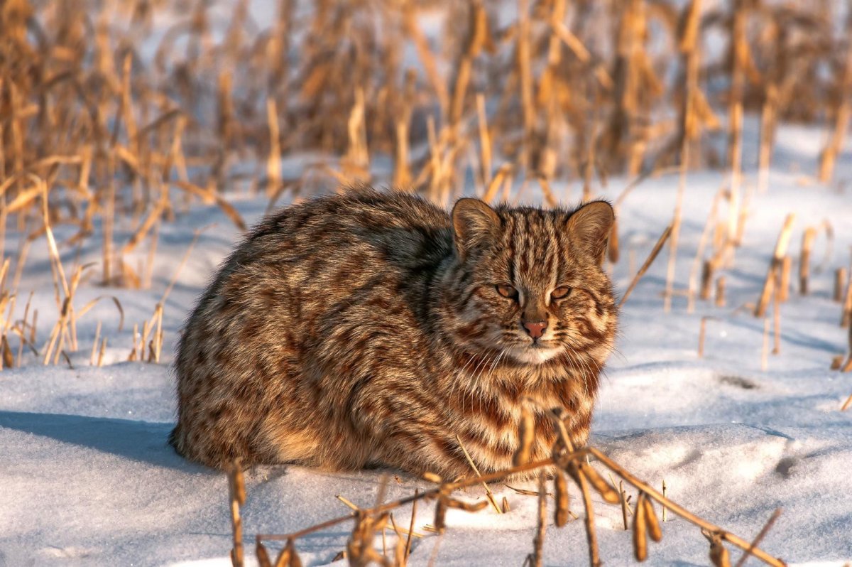 Норвежская длинношерстная Лесная кошка