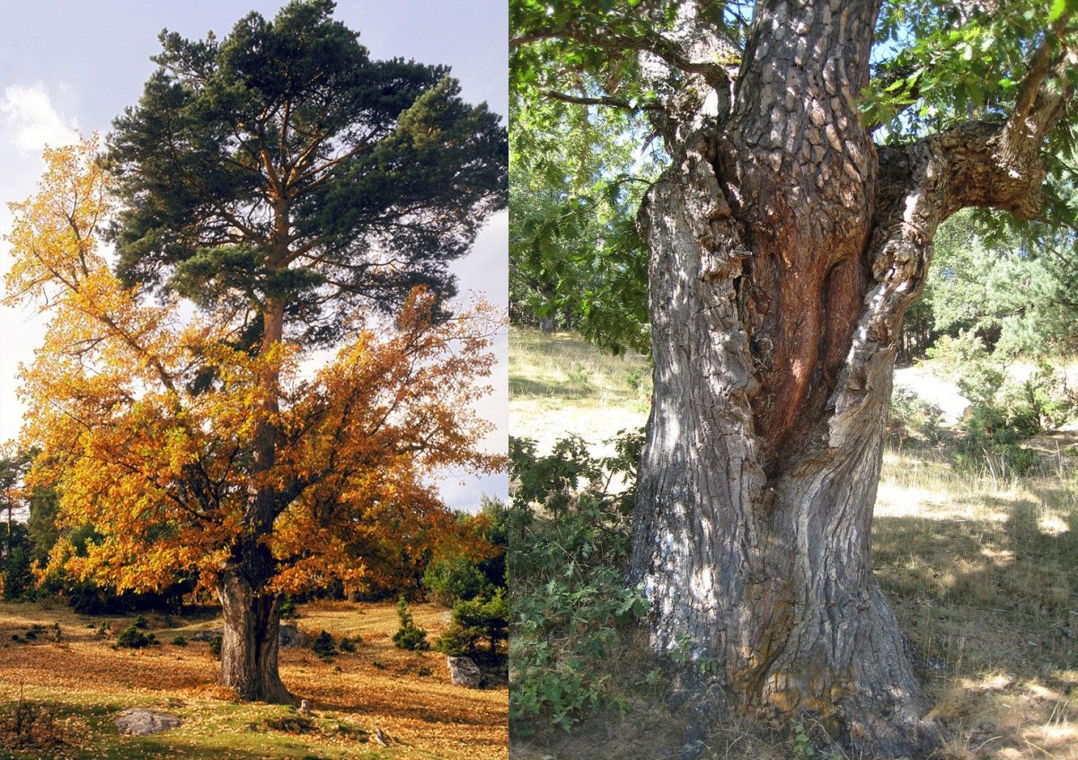 Самое старое дерево в беларуси