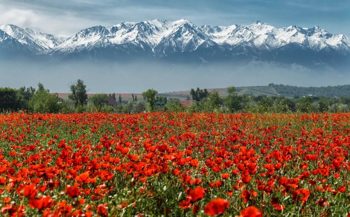 Цветы южного казахстана
