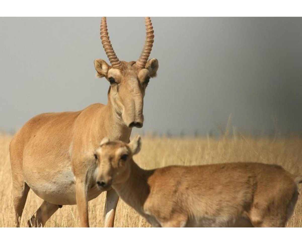 Сайгак Saiga tatarica