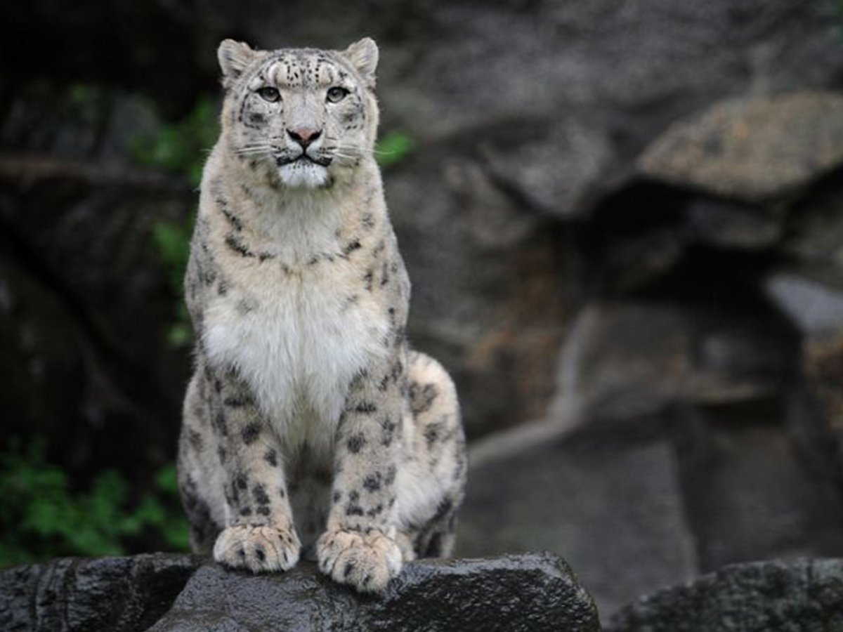 - Снежный Барс (Panthera uncia