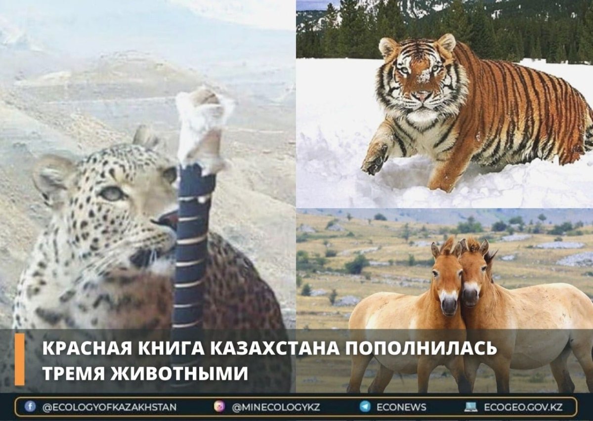 Сайгак Saiga tatarica