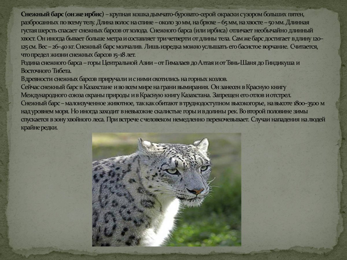 Алтайский природный заповедник животные