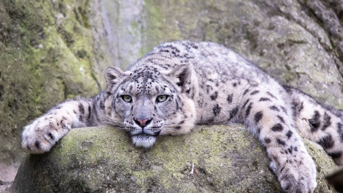 Пиренейская Рысь (Lynx pardinus)