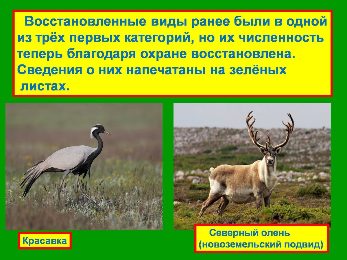 Растения и животные умирающие