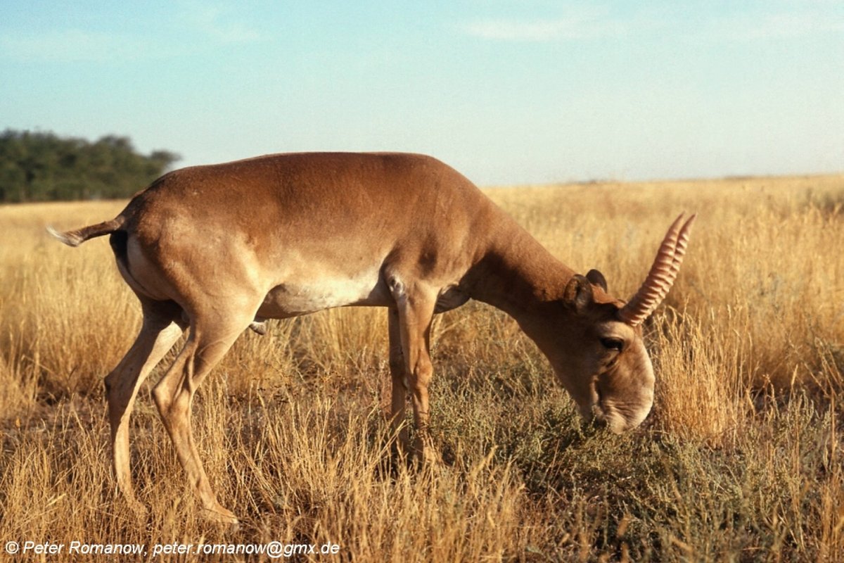 Saiga tatarica tatarica