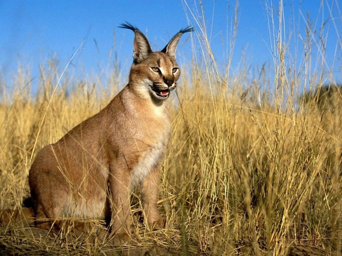 Степная кошка каракал