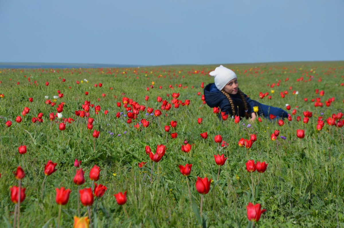 Маковые поля в Армении