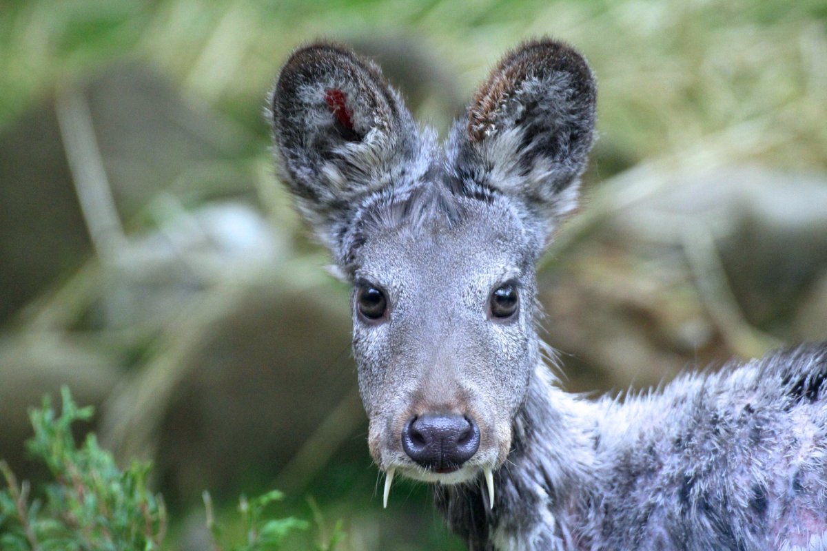 Сахалинская кабарга Moschus moschiferus sachalinensis