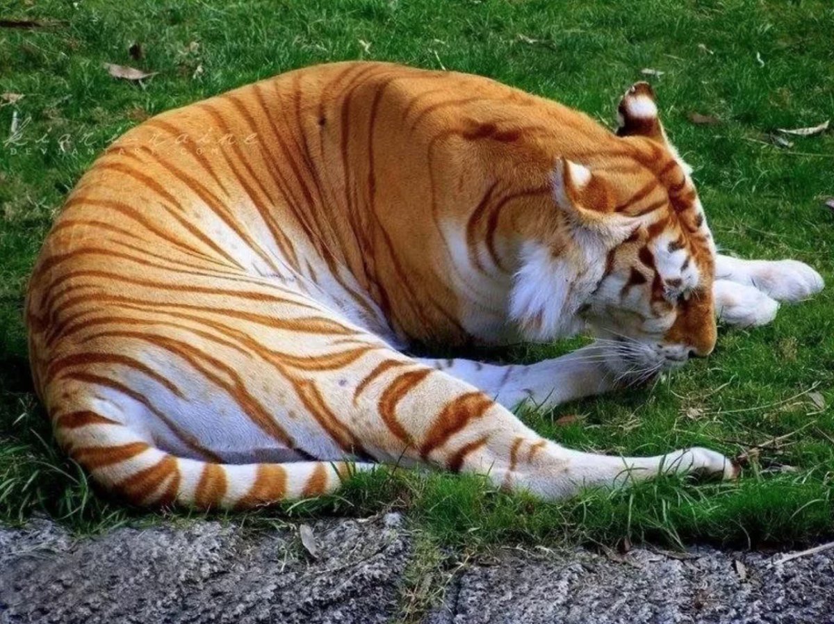 Золотой бенгальский тигр